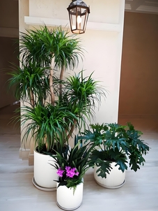 前湾绿植租摆，优质服务，给您前所未有的绿植体验！